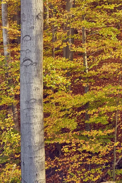 Autumn forest colors detail — Stock Photo, Image