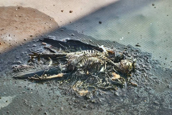 Død fugl krop nedbrydes - Stock-foto