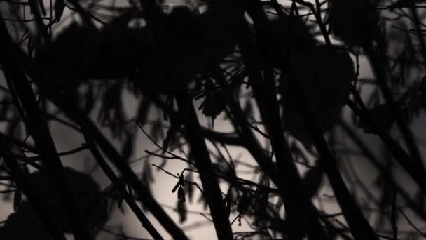 Automne branches sombre fond naturel — Video