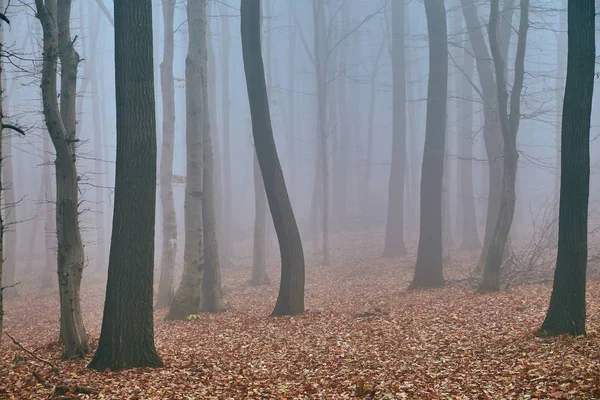 Névoa da floresta de outono — Fotografia de Stock