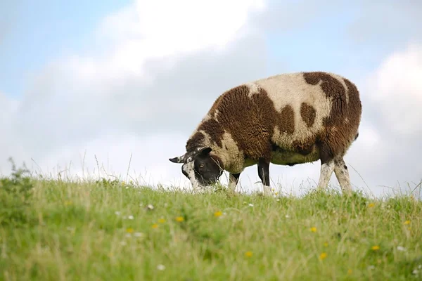 Ram の牧草地に放牧 — ストック写真