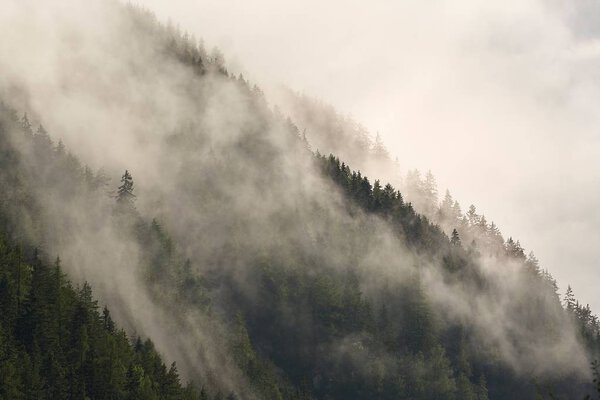 Mountain forest foggy landscape