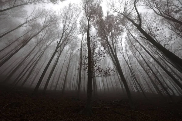 Herbstlicher Waldnebel — Stockfoto