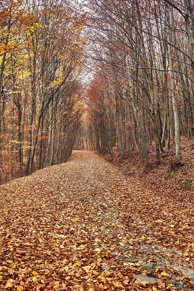 Осенняя лесная тропа — стоковое фото