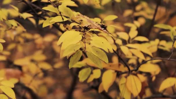 Hojas de árboles de otoño — Vídeo de stock