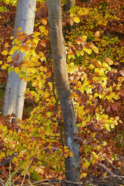 Hösten skogen höstfärger — Stockfoto