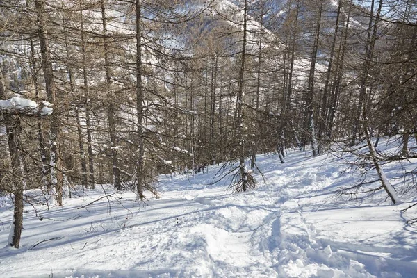 Гірськолижні сліди між деревами снігових схилів — стокове фото