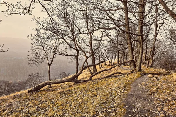 Pagórkowaty krajobraz z autumn drzewa — Zdjęcie stockowe