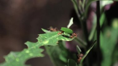 İş yerinde Leafcutter karıncalar