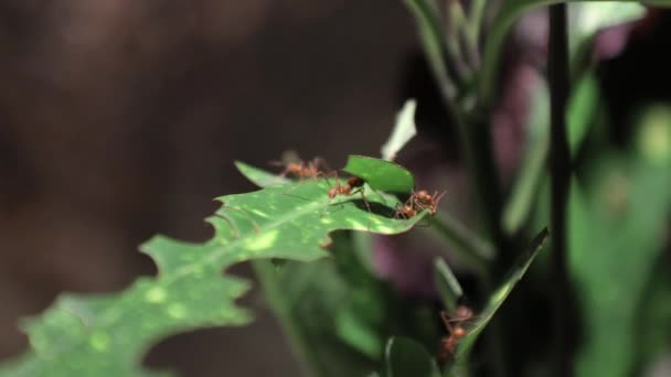 Leafcutter mieren op het werk — Stockvideo