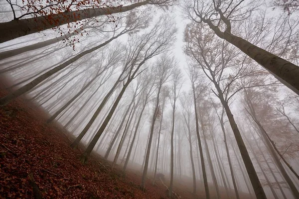 Herbstlicher Waldnebel — Stockfoto