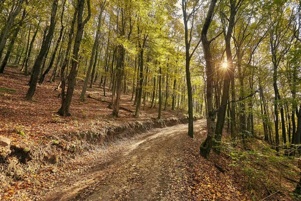 Sentier forestier d'automne entre les arbres — Photo