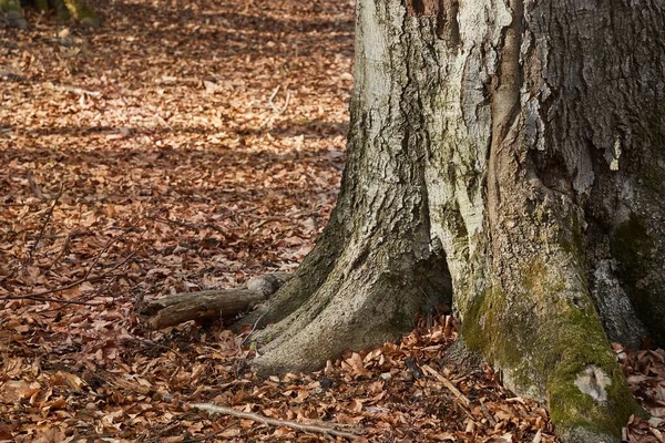 Kmen stromu na podzim — Stock fotografie