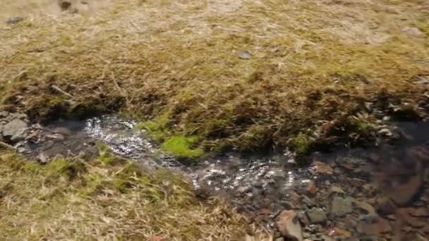 Fresh water stream in Iceland — Stock Video