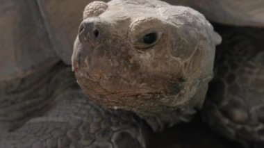 Afrika teşvik kaplumbağa