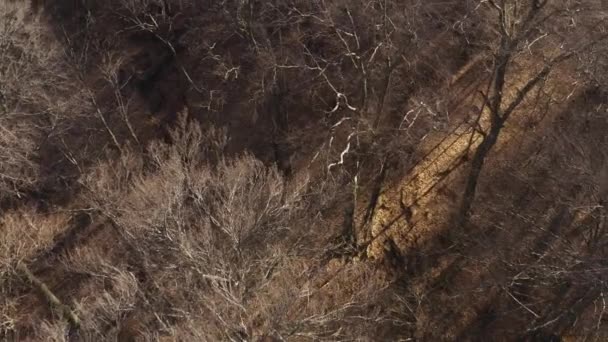 Autumn forest bare leafless trees from the air — Stock Video