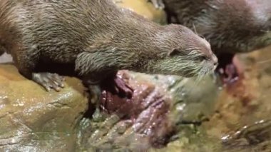 Su birikintisi yakınında su samuru