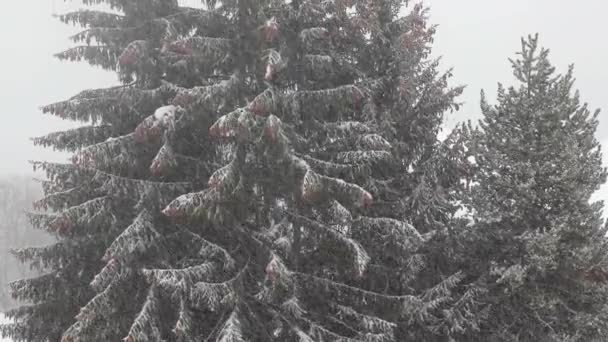 Nieve cayendo en invierno — Vídeo de stock