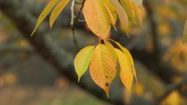 Foglie dell'albero autunnale — Video Stock