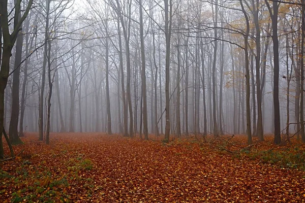 Niebla del bosque otoñal —  Fotos de Stock