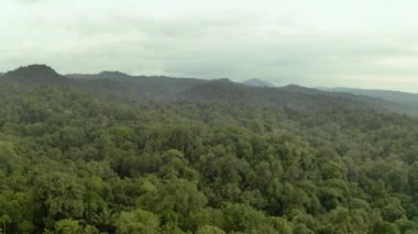 Yağmur ormanları, bereketli nemli ormanlar.