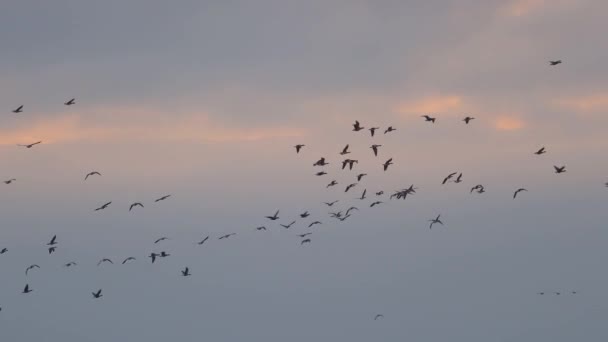 Viele Gänse fliegen — Stockvideo