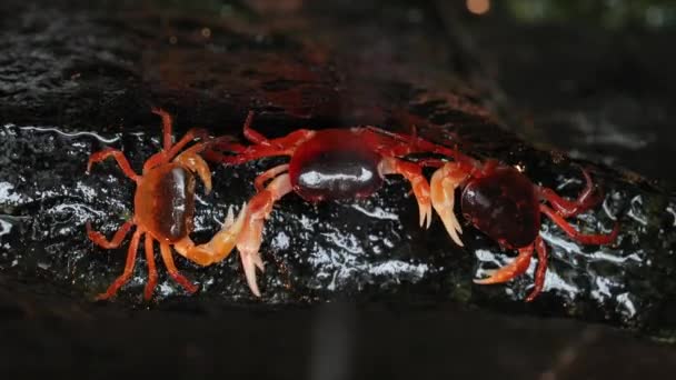 Japanische Süßwasserkrabbe — Stockvideo