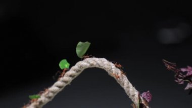 İş yerinde Leafcutter karıncalar