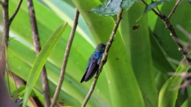 Colibri bir dala oturmuş, uçuyor.