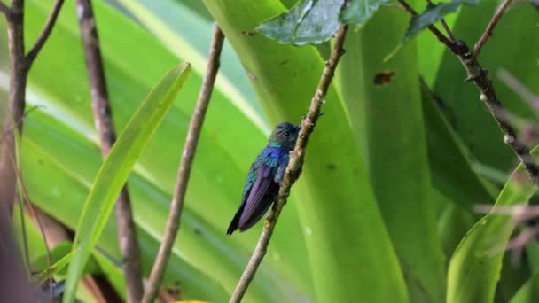 Colibri κάθεται σε ένα κλαδί, πετούν μακριά — Αρχείο Βίντεο