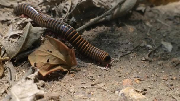 Big Millipede Crawling on the ground — Stock Video