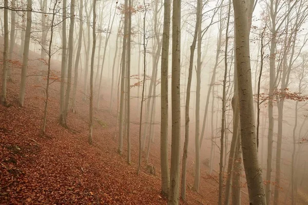 Herfstbosmist — Stockfoto