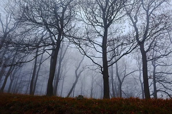 Podzimní mlha lesa — Stock fotografie