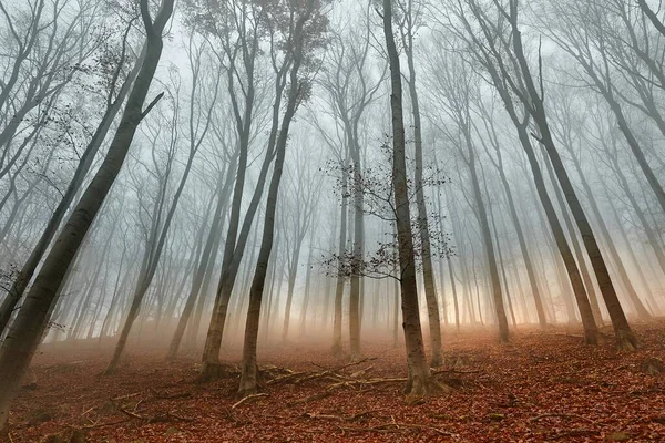 Jesienna mgła leśna — Zdjęcie stockowe