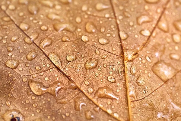 Feuille d'automne sur terre avec gouttes de pluie — Photo