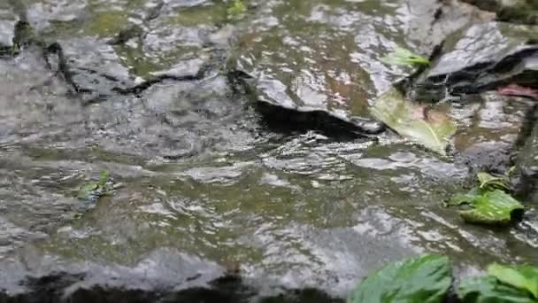 Chuva em um parque — Vídeo de Stock