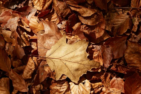 Gefallene Herbstblätter — Stockfoto