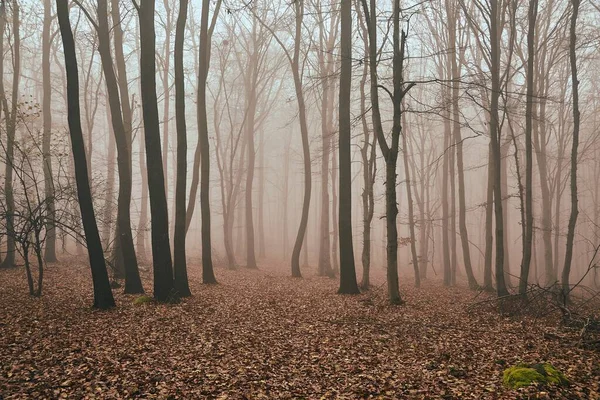 Goła jesienna mgła leśna — Zdjęcie stockowe