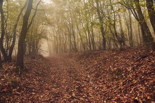 Bospad in de mist — Stockfoto