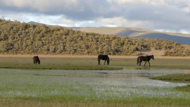 Лошади, пасущиеся в Андах — стоковое видео