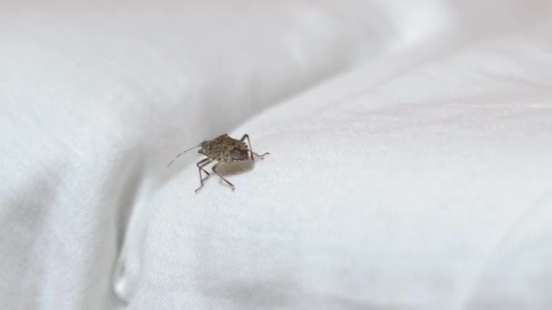 Apestoso insecto arrastrándose en besheets — Vídeos de Stock