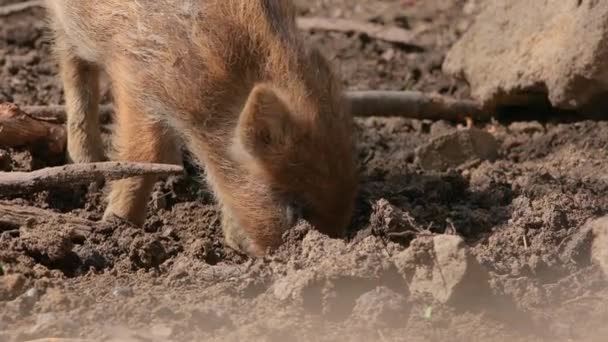 Wild boar piglet — Stock Video