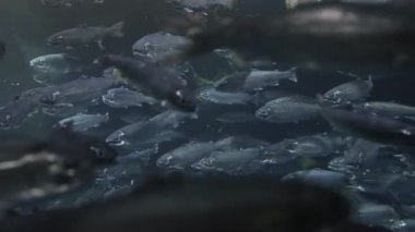 Masu somon kalabalık