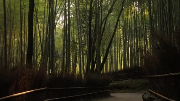 Киотский бамбуковый лес — стоковое видео