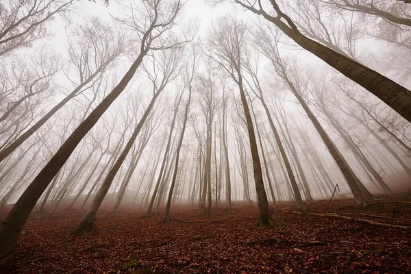 Brouillard forestier d'automne — Photo
