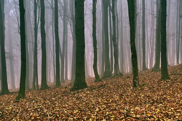 Niebla desnuda del bosque otoñal —  Fotos de Stock