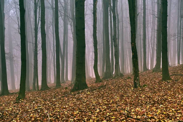 Goła jesienna mgła leśna — Zdjęcie stockowe