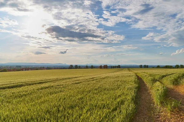 Groen veld met bomen — Stockfoto