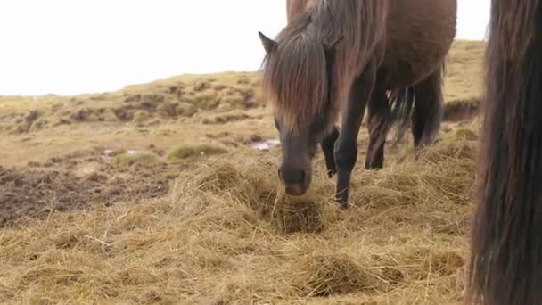 Islandpferde auf der Weide — Stockvideo