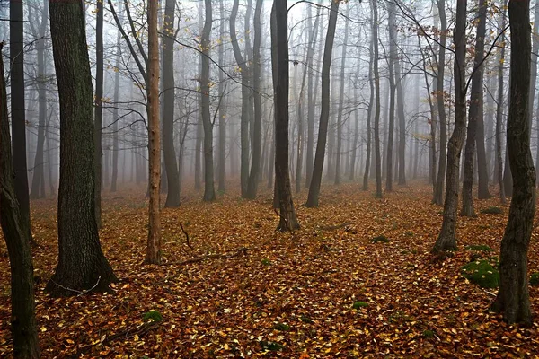 Nevoeiro da floresta de outono — Fotografia de Stock